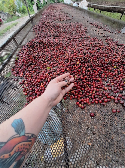 Recluse El Mango Natural Coffee Beans