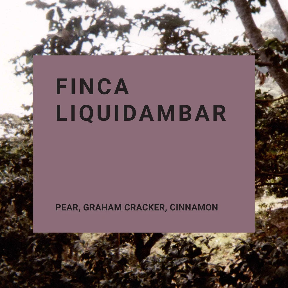 Recluse Finca Liquidambar Coffee Beans